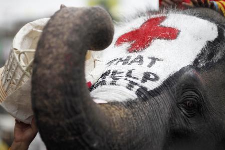 Thai elephants collect money for Haiti