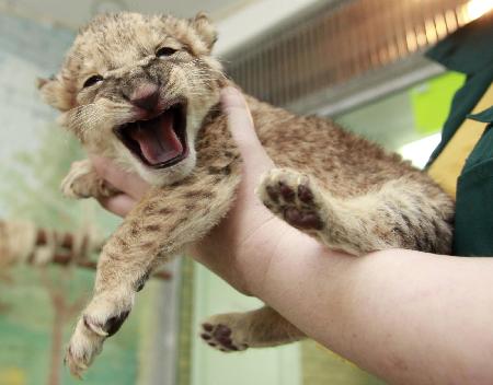 A lion cub finds a dog mother