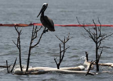 墨西哥灣漏油致海洋生物大逃亡