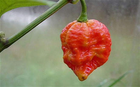 World's hottest chili <BR>英國辣椒加冕'世界最辣'