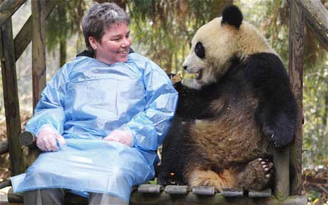 英動物園開大熊貓“愛情隧道”鼓勵交配