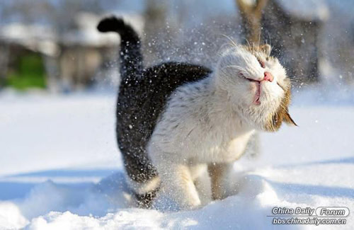 雪中的可愛小動物